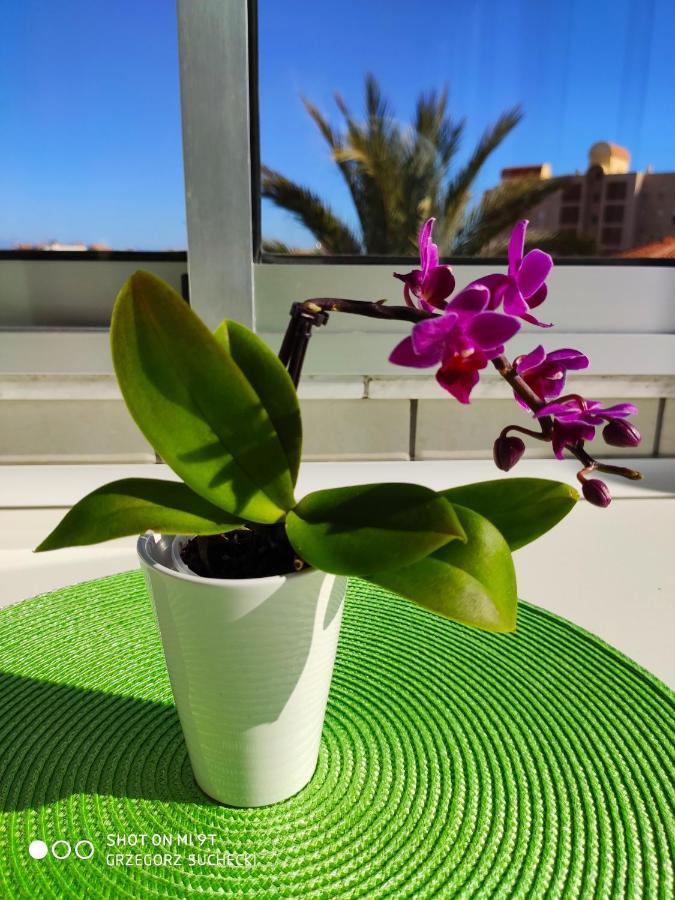 Appartement Los Europeos à La Mata  Extérieur photo